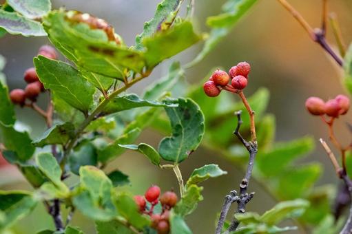 完熟山椒（実山椒・赤山椒）とは
