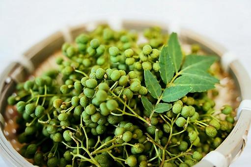 山椒の種類を徹底解説！実山椒・粉山椒・青山椒の違いと使い分け