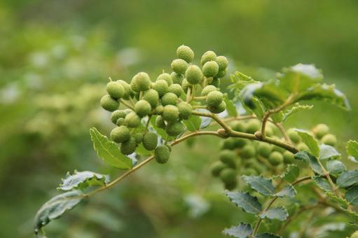山椒は「収穫時期」と「加工方法」で分類される