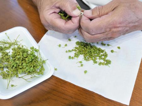 山椒の種類別正しい保存方法